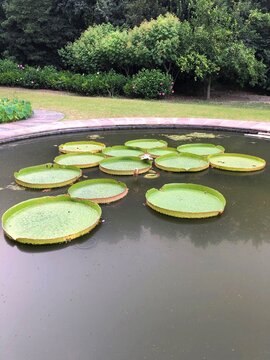 幸运与梦想